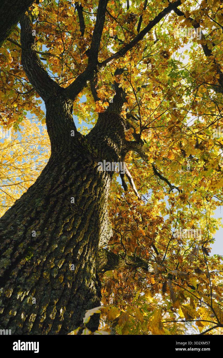 Majestätische Eiche mit goldenen Herbstblättern und blauem Himmel Stockfoto
