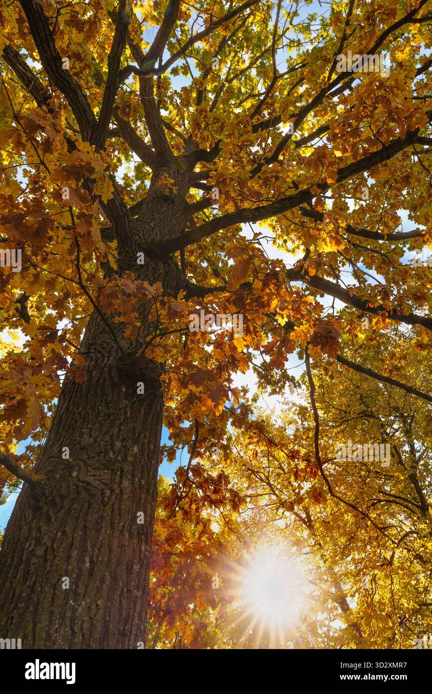 Ein kraftvoller Low-Winkels, der den intensiven Sonneneffekt durch das leuchtende orange-goldene Laub eines großen Baumes einfängt und Wärme und LIFE symbolisiert Stockfoto