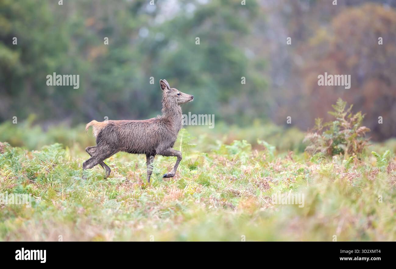 Nahaufnahme eines Rotwild-Kalbes, das in grünen Farnen auf der Herbstwiese in Großbritannien spaziert Stockfoto