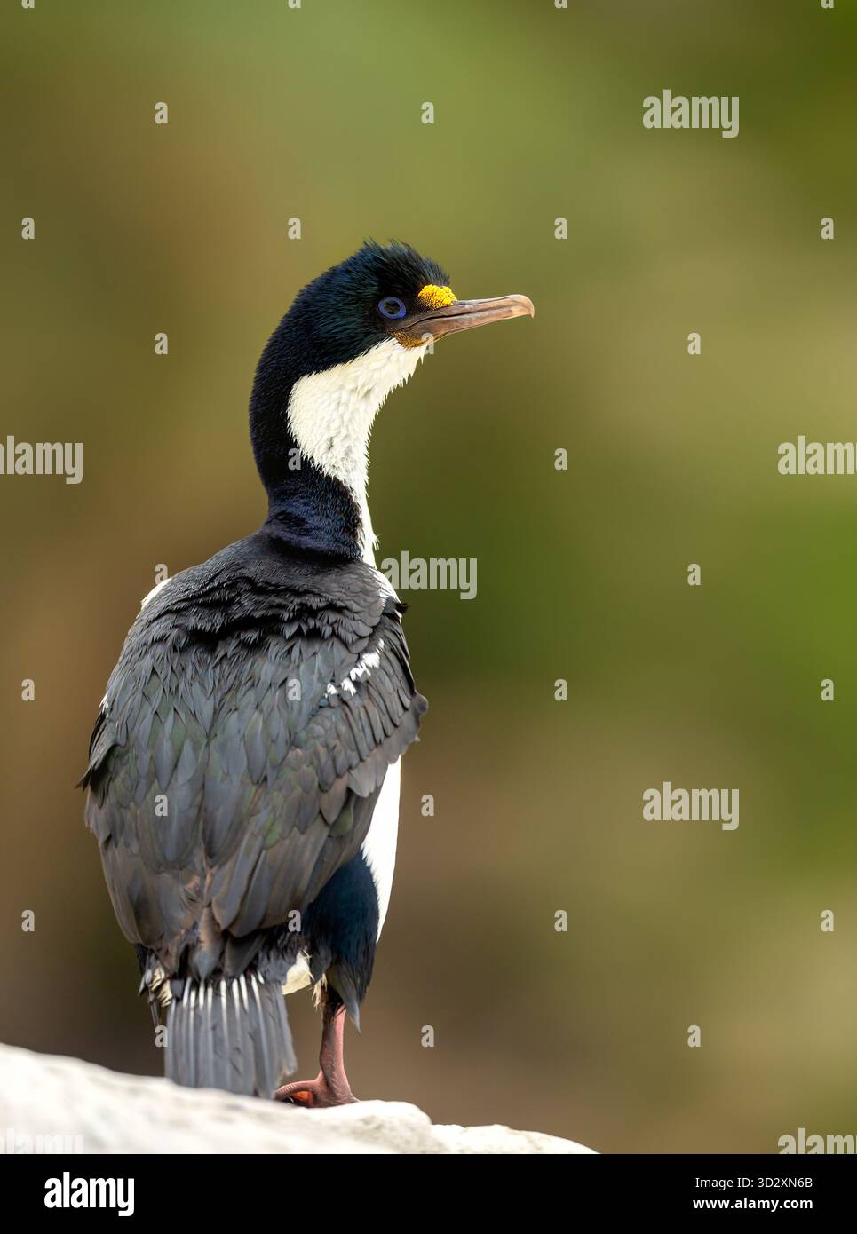 Porträt eines kaiserlichen Shag (Leucocarbo Atriceps) mit auffälligem schwarz-weißem Gefieder, markantem schwarzem Wappen und lebendigem blauem Augenring. Stockfoto