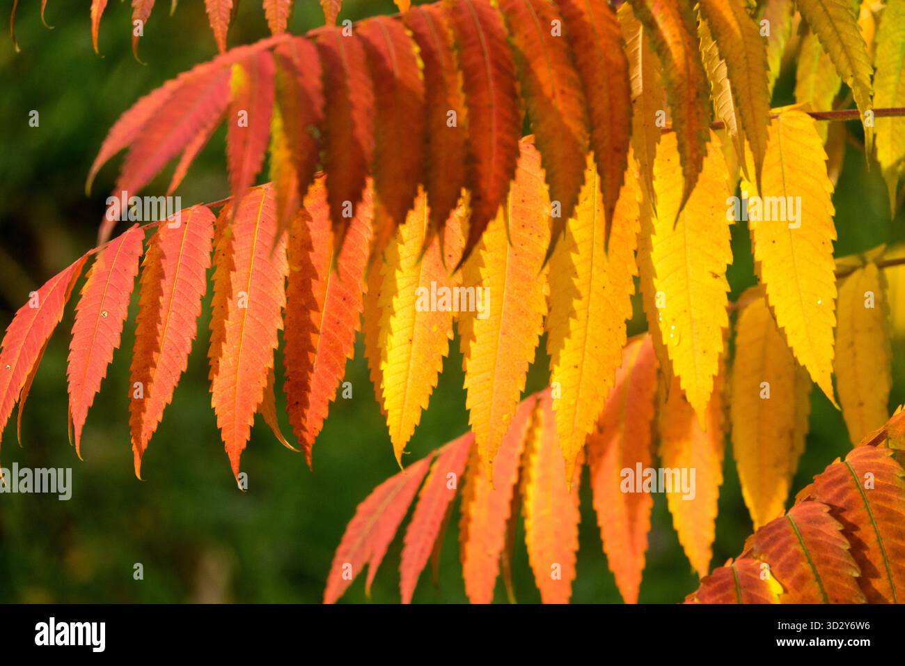 Herbstfarbe Herbstsaison Oktober Farbe November, Gelb wird gelblich, gelb vergilbt, blättrig, Rhus typhina Blätter Stockfoto