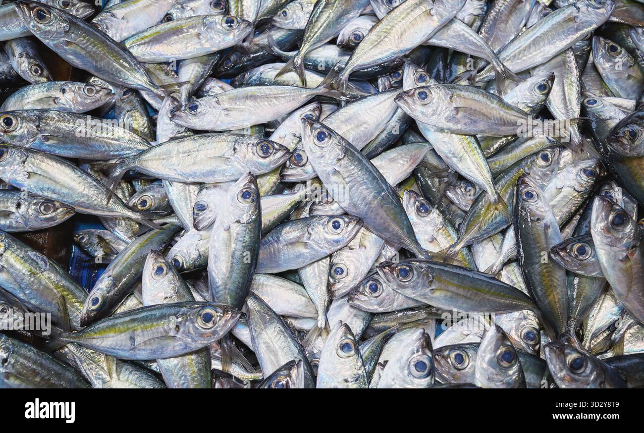 Frisch gefangener Meeresfisch auf einem Markt, selektiver Fokus, Borneo, Malaysia. Stockfoto