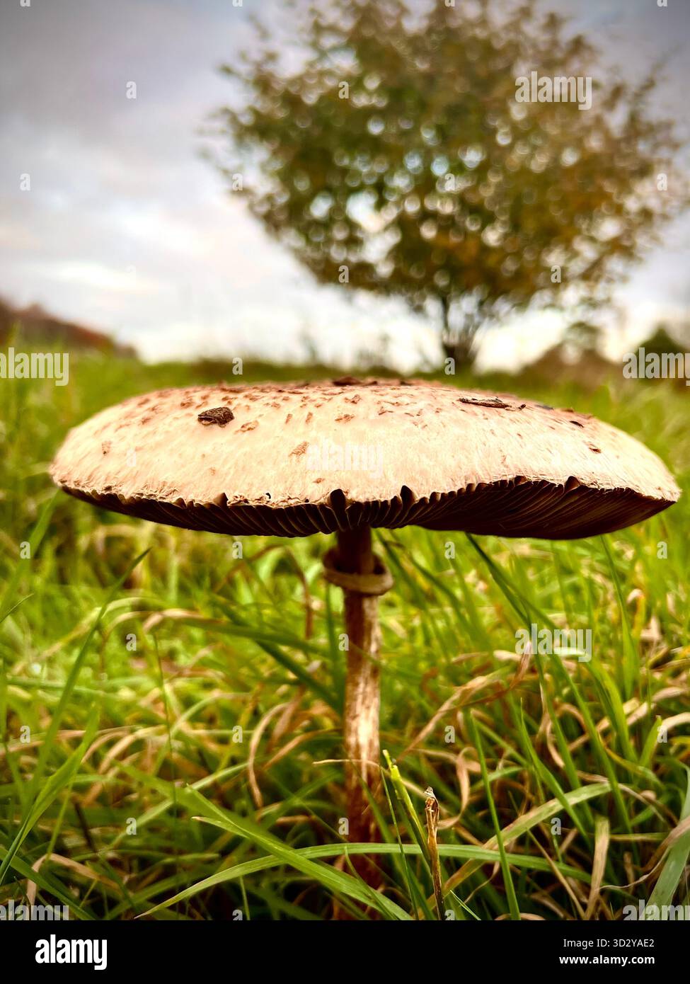 Ein wilder Parasol-Pilz, der in einem grasbewachsenen Gebiet in South Norfolk, England, gefunden wurde. - Smartphone-aufgenommenes Stockfoto