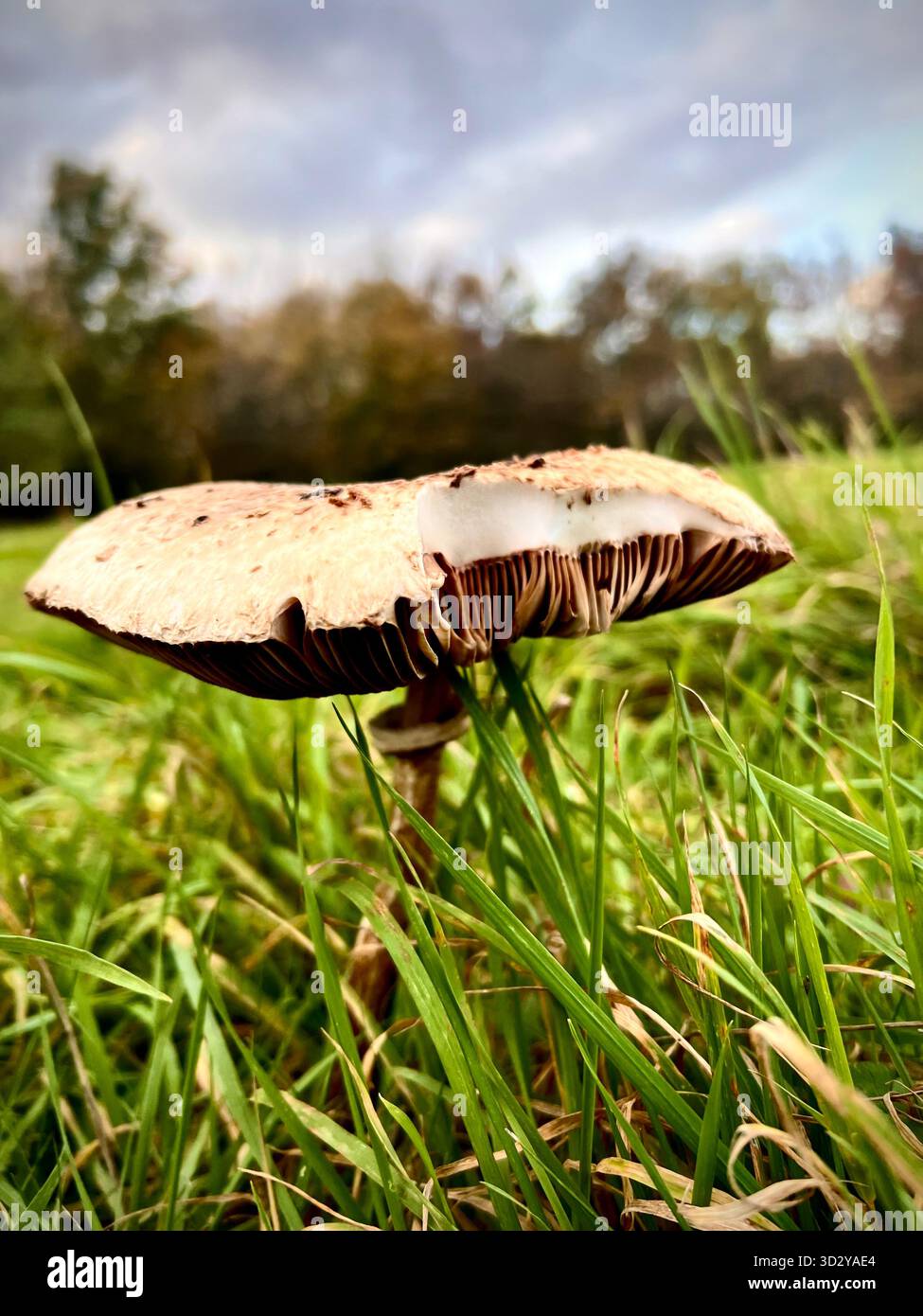 Ein wilder Parasol-Pilz, der in einem grasbewachsenen Gebiet in South Norfolk, England, gefunden wurde und von einem wilden Tier einen Biss herausgenommen hat. - Smartphone-aufgenommenes Stockfoto