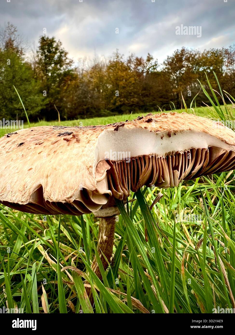 Ein wilder Parasol-Pilz, der in einem grasbewachsenen Gebiet in South Norfolk, England, gefunden wurde und von einem wilden Tier einen Biss herausgenommen hat. - Smartphone-aufgenommenes Stockfoto