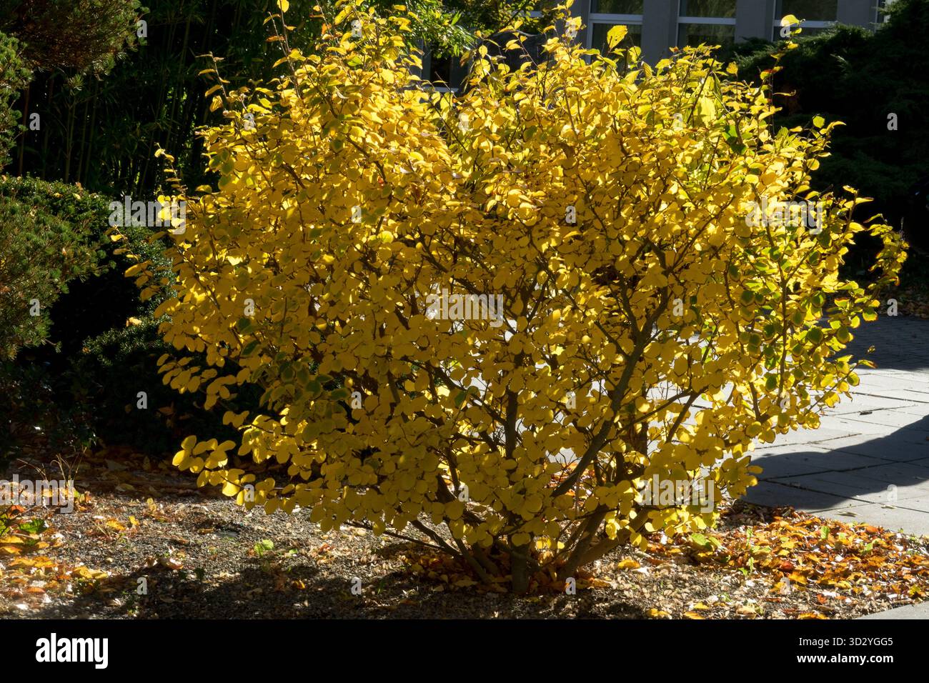 Corylopsis spicata „Goldener Frühling“ Aurea Winter Hazel Stockfoto