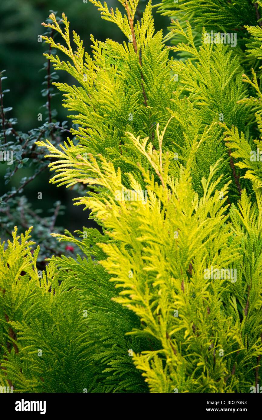 Arborvitae thuja -Fotos und -Bildmaterial in hoher Auflsung - Seite 2 -  Alamy