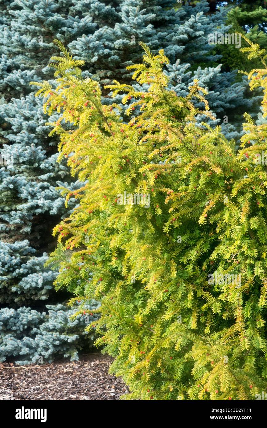 Eibe Englisch Eibe, Taxus baccata 'Dovastonii Aurea' Europäische Eibe Stockfoto