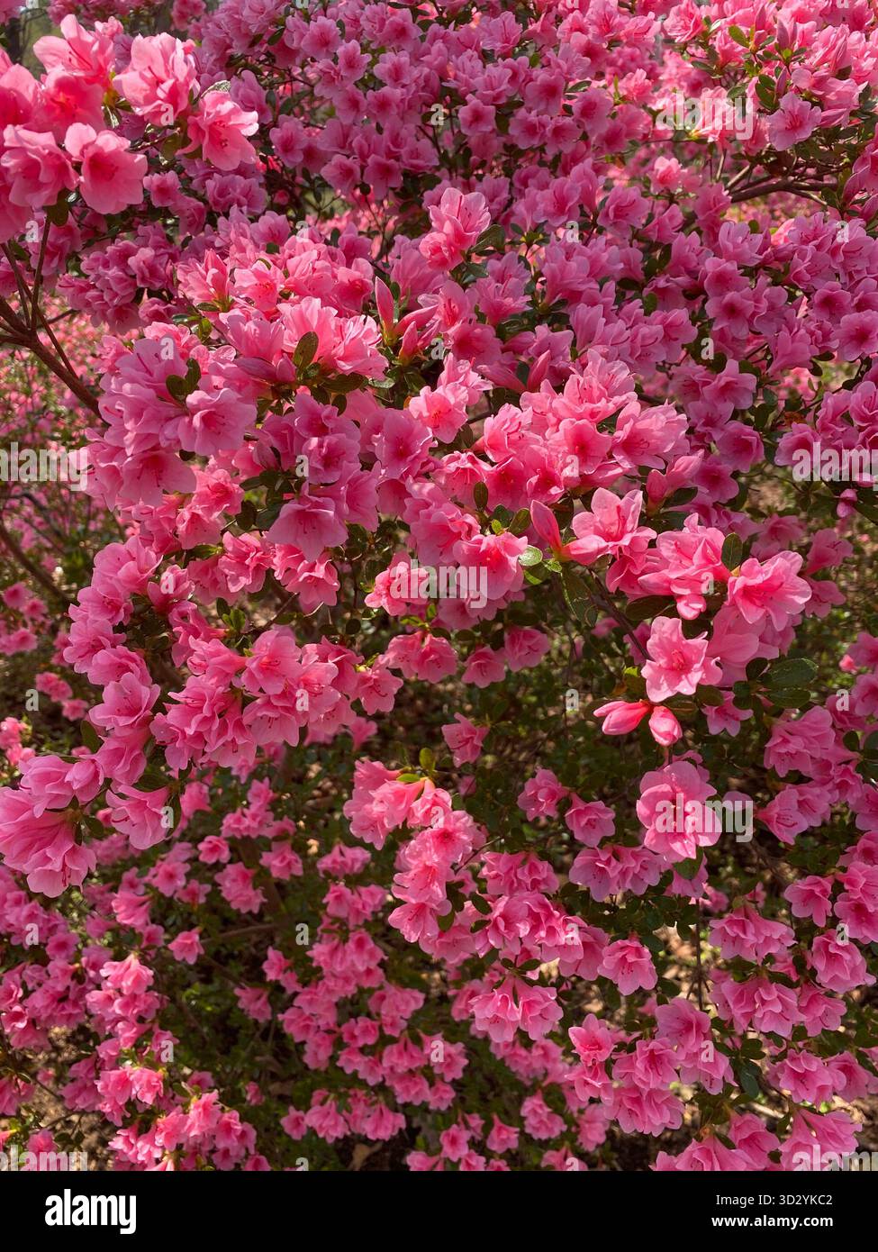 Nahaufnahme der leuchtenden rosafarbenen Azaleen-Blüten in voller Blüte im Frühling Stockfoto
