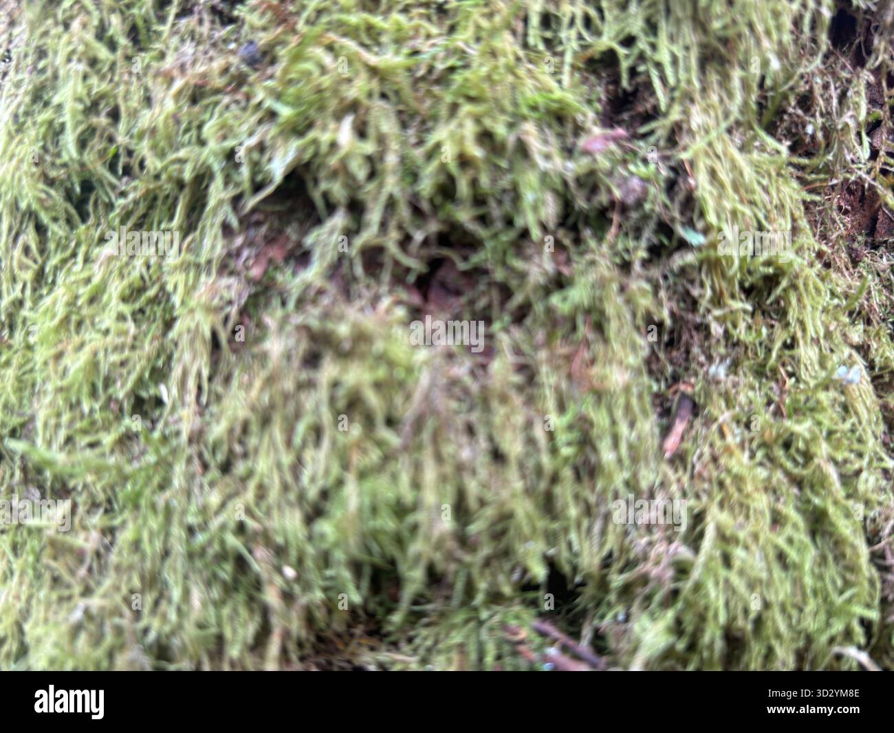 Der Fluss Avon verläuft durch eine bewaldete Schlucht in Falkirk, Schottland, über der sich ein Aquädukt des Union Canal erstreckt, Bäume und Laub entlang steiler Talseiten. Stockfoto