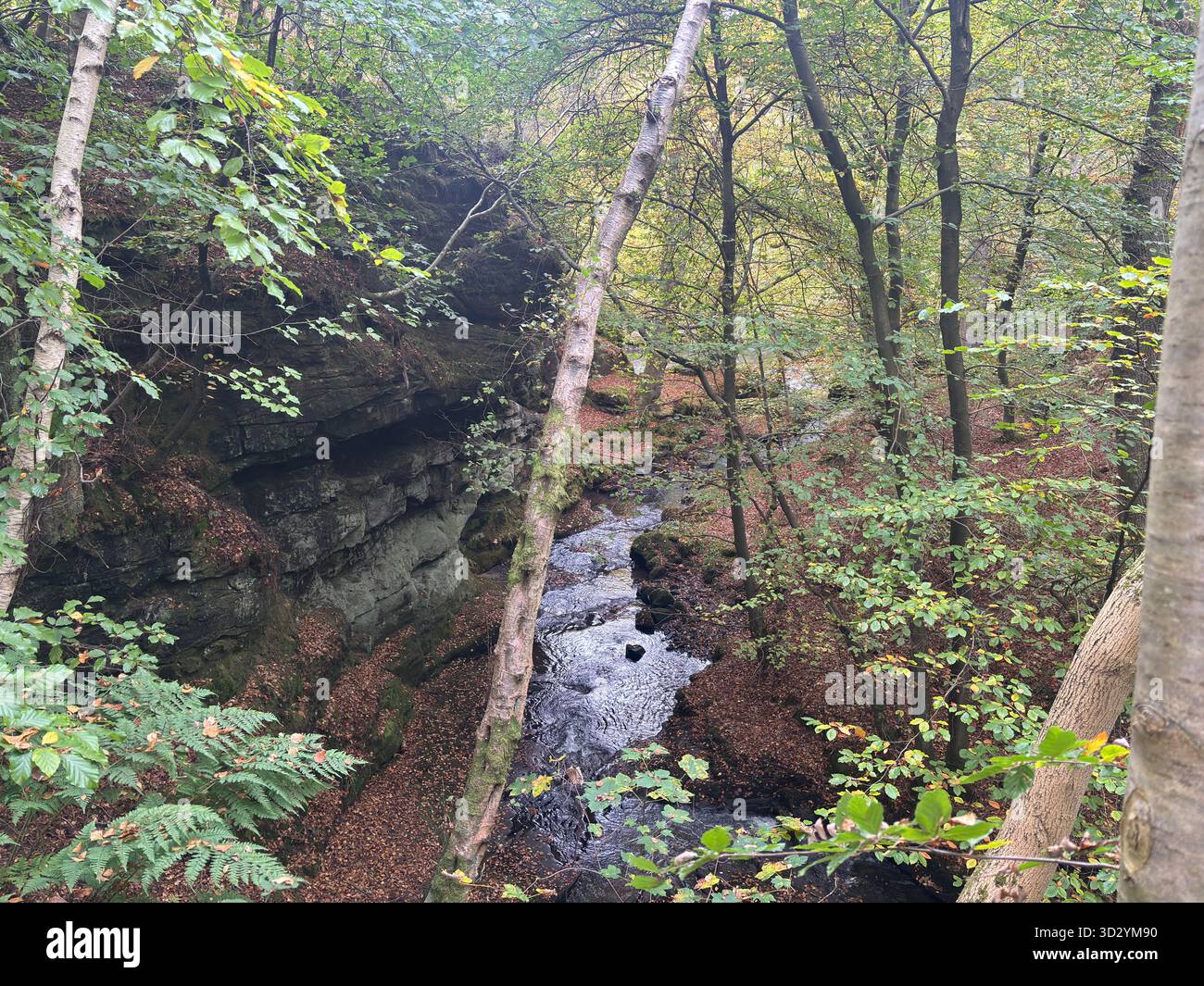 Der Fluss Avon verläuft durch eine bewaldete Schlucht in Falkirk, Schottland, über der sich ein Aquädukt des Union Canal erstreckt, Bäume und Laub entlang steiler Talseiten. Stockfoto