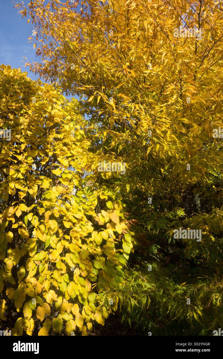 Gelbes Laub ändert die Farbe in Garten Hainbuche, Carpinus, Laub, Europäische Buche, Fagus Stockfoto