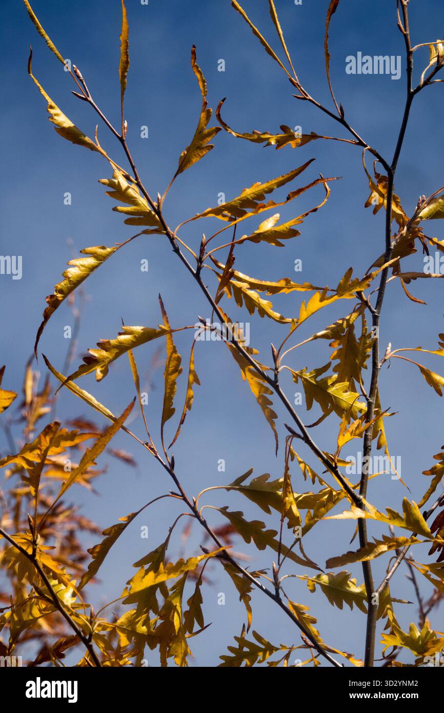 Europäische Buche, Fagus sylvatica 'Asplenifolia' Blätter Stockfoto
