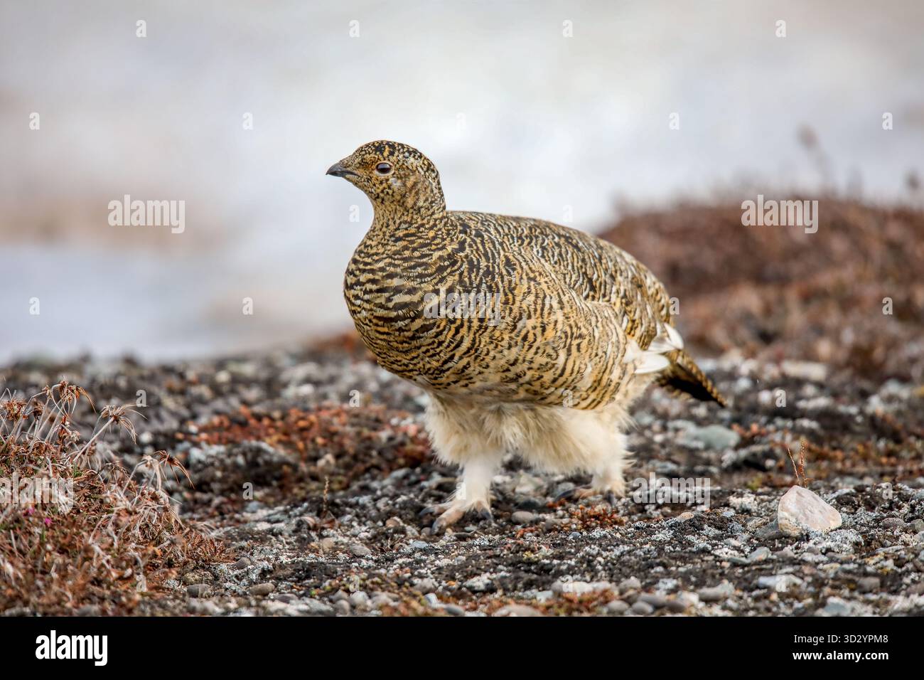 Frau Ptarmigan - weibliches Ptarmigan im Sommergefieder auf der Suche nach der Tundra von Hornbaekpollen, Waldfjord, Spitzbergen, Svalbard Stockfoto