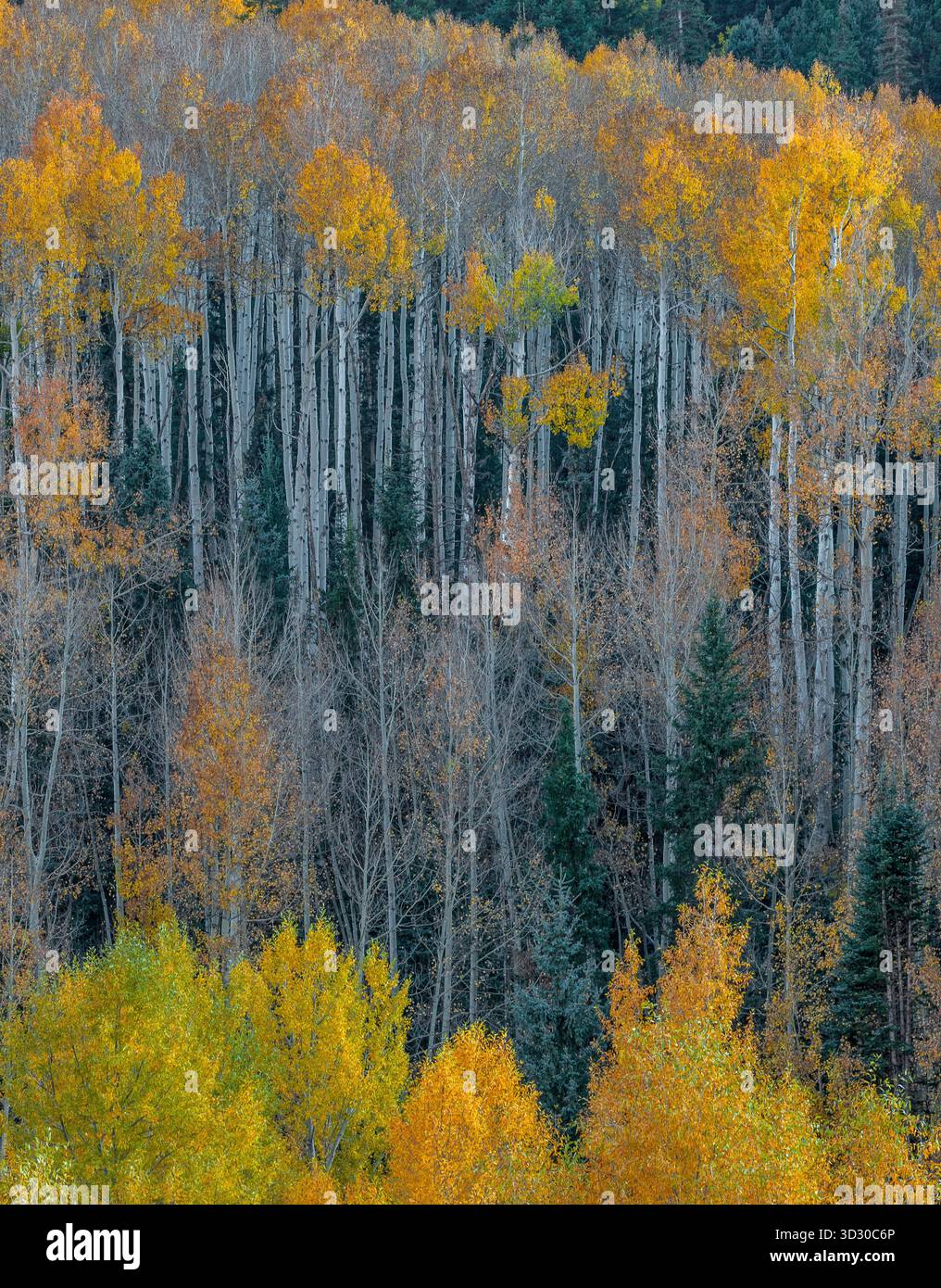 Aspen, Populus Tremula, Dallas Divide, Uncompahgre National Forest, Colorado Stockfoto