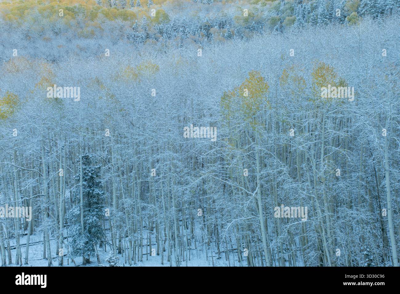 Aspen, Populus Tremula, Schnee, Wilson Mesa, Uncompahgre National Forest, Colorado Stockfoto