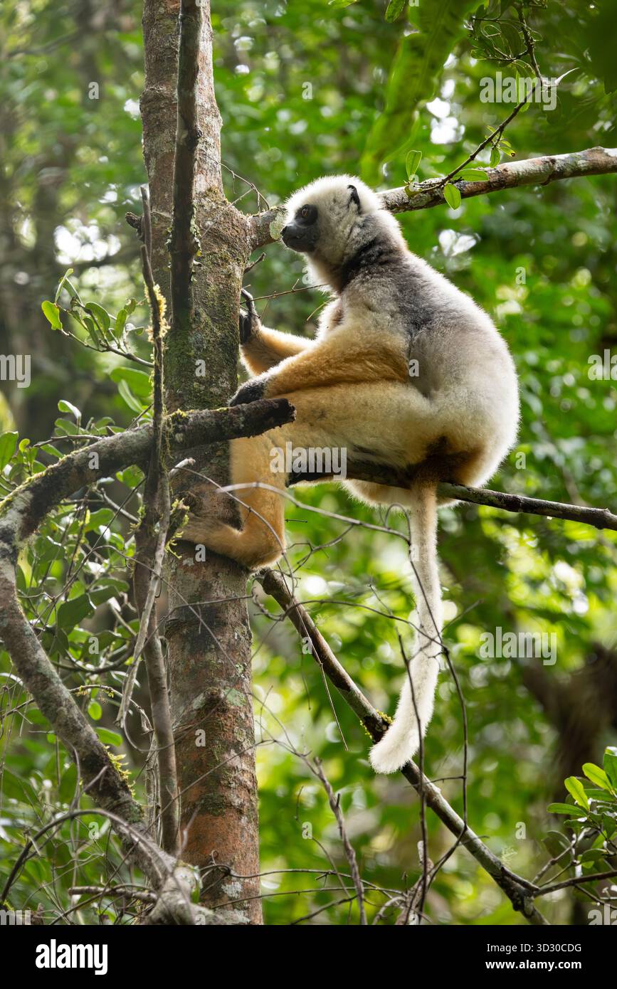 Diademed sifaka Propithecus diadema, Erwachsener sitzt im Baumdach, Andasibe-Mantadia Nationalpark, Moramanga, Madagaskar, September Stockfoto