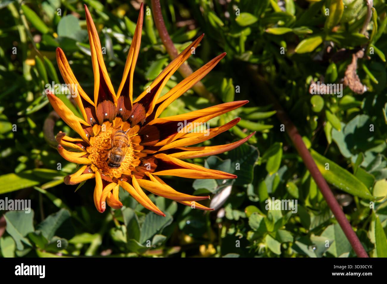 Blühende Blüte mit Bienen, die sich an Pollen schmecken Stockfoto