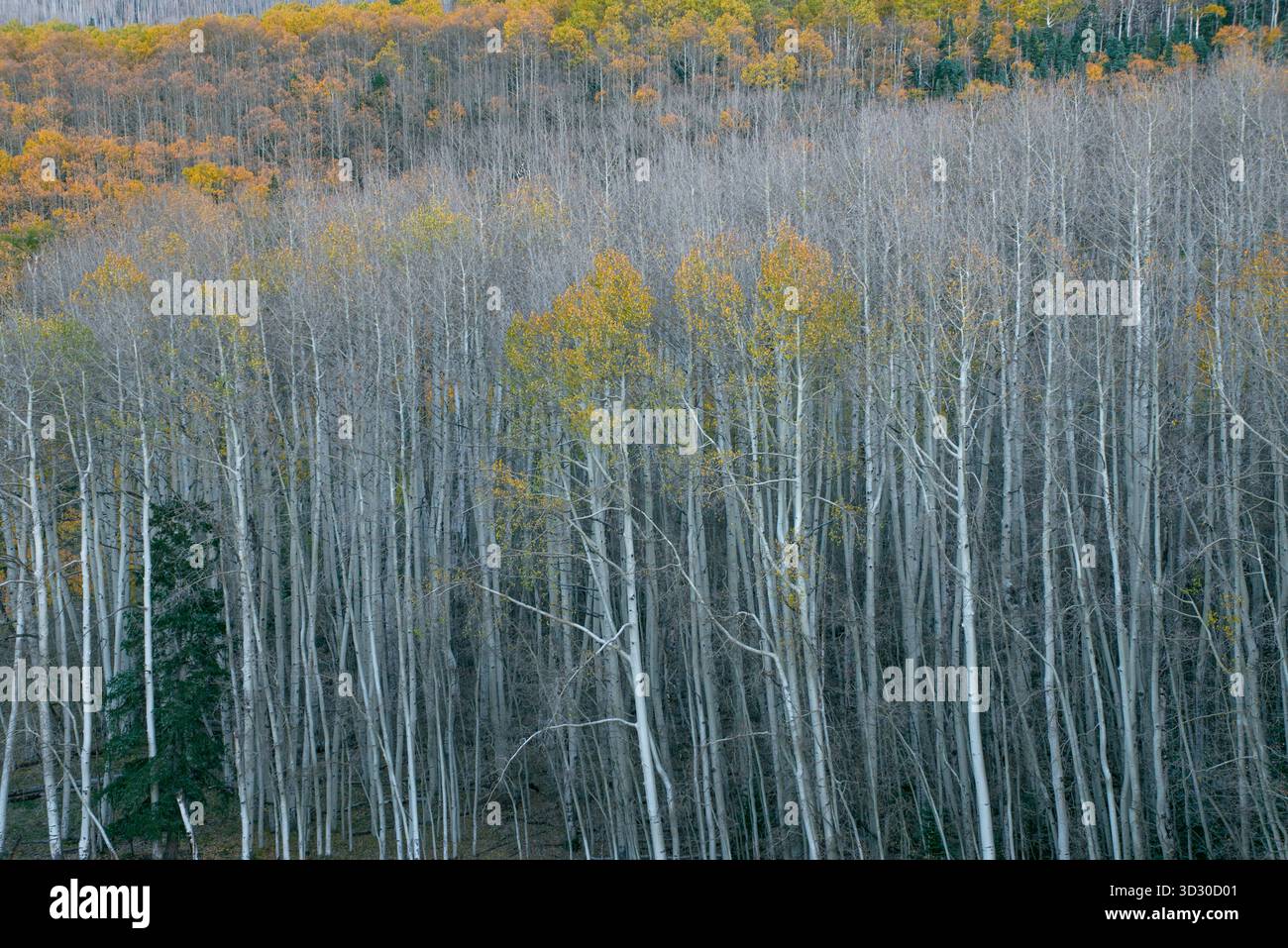 Aspen, Populus Tremula, Wilson Mesa, Uncompahgre National Forest, Colorado Stockfoto