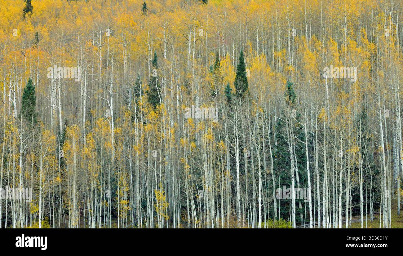 Aspen, Populus Tremula, Cimarron Valley, Uncompahgre National Forest, Colorado Stockfoto