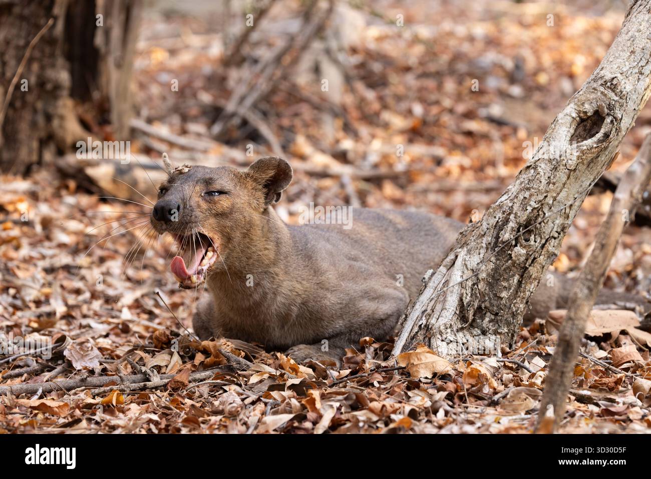Fossa Cryptoprocta ferox, Erwachsene weibliche Gähne, Kirindy Forest, Morondava, Menabe. Madagaskar, September Stockfoto