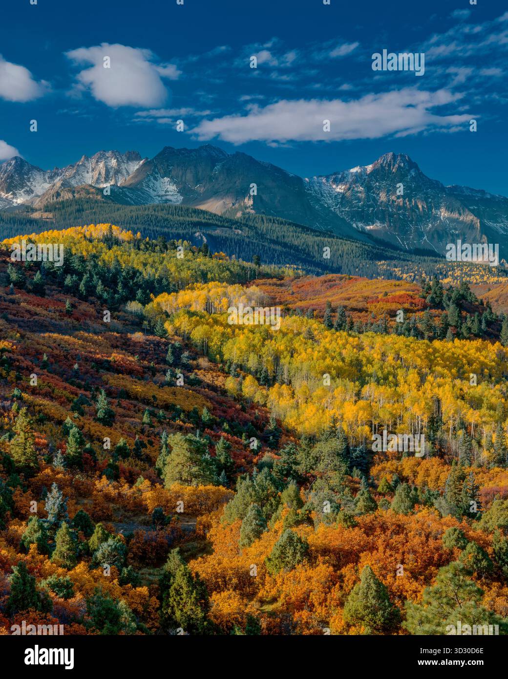 Mears Peak, Dallas Peak, Sneffels Range, Aspen, Populus Tremula, Eiche, Quercus Gambelii, Dallas Divide, Uncompahgre National Forest, Colorado Stockfoto