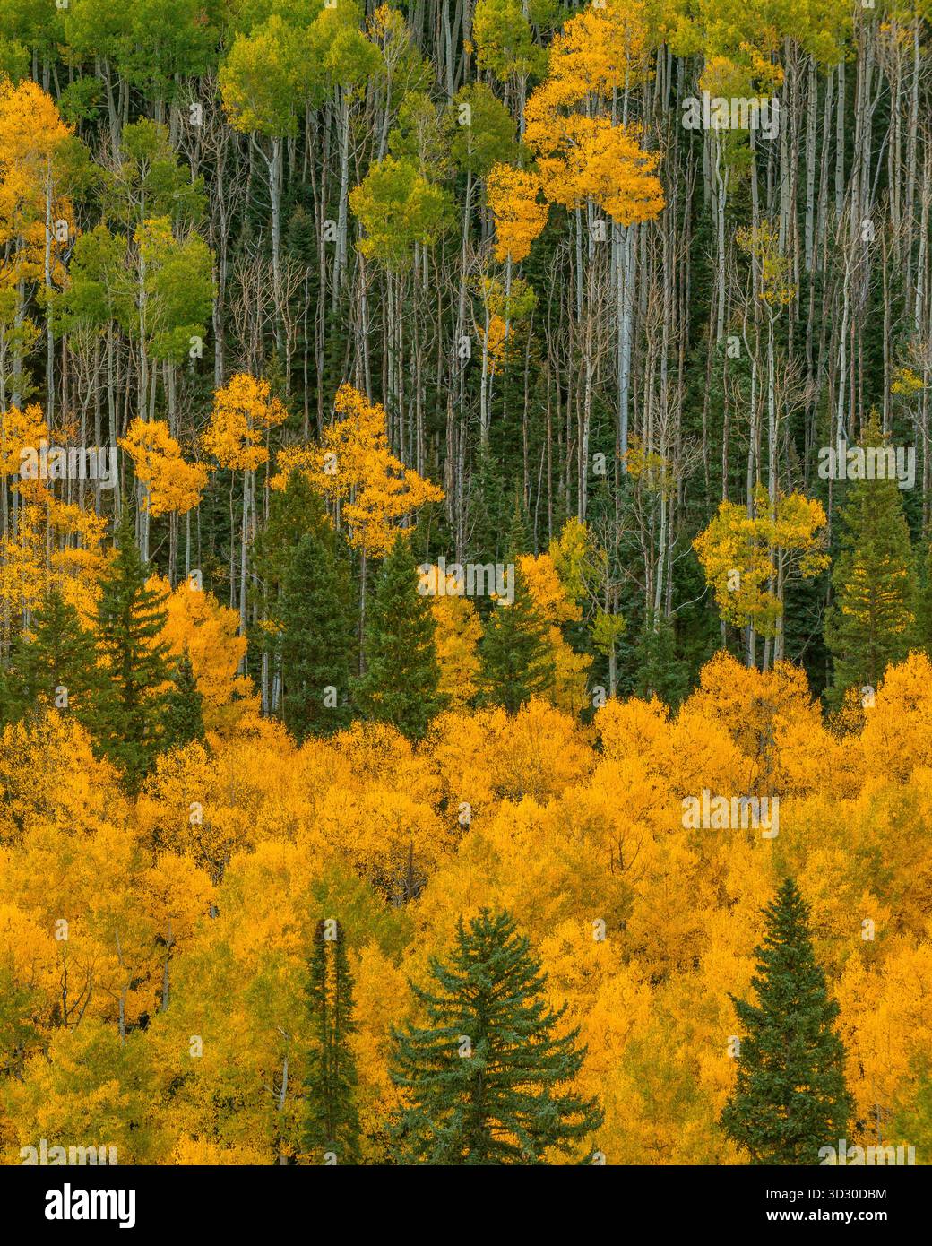Aspen, Populus Tremula, Dallas Divide, Uncompahgre National Forest, Colorado Stockfoto