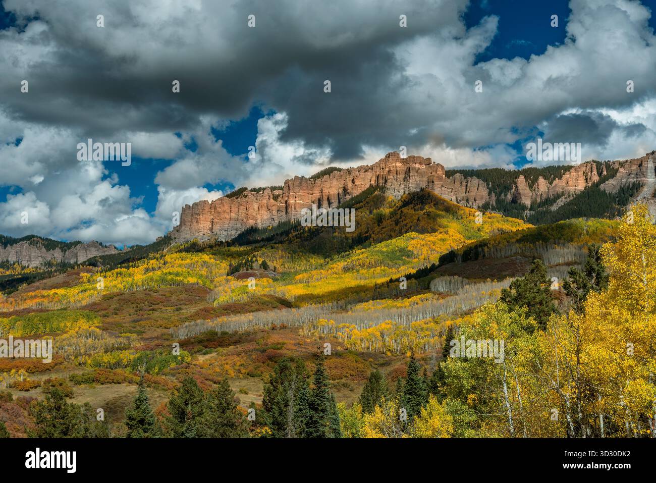Espen, Populus tremula, Cimarron Ridge, Uncompahgre National Forest, Colorado Stockfoto