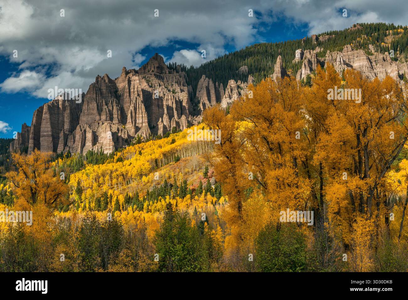 Aspen, Populus Tremula, Cottonwood, Populus Fremontii, Cimmaron Ridge, Uncompahgre National Forest, Colorado Stockfoto