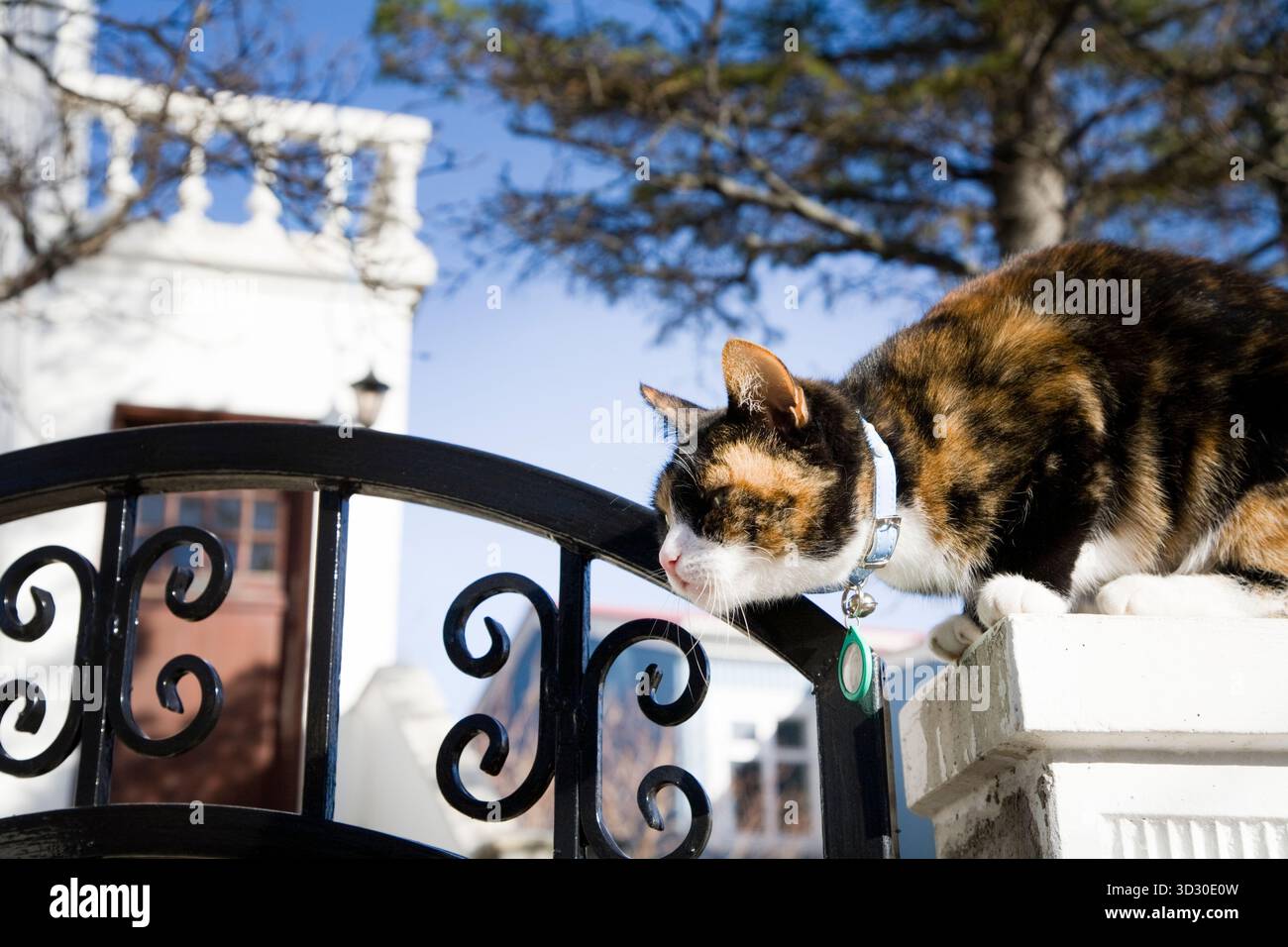 Katze, die an einer Wand sitzt. Reykjavik, Südwest-Island. Stockfoto