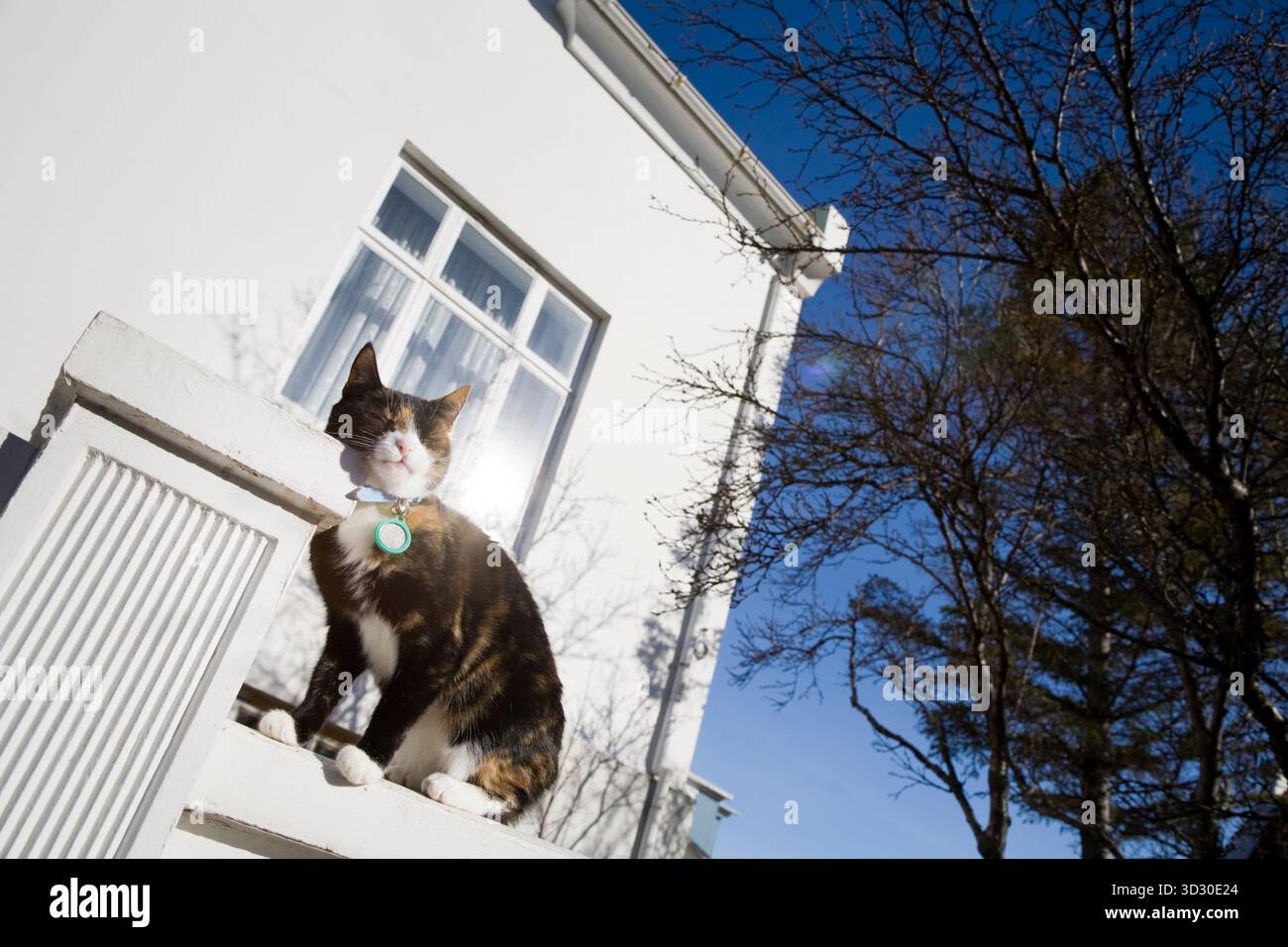 Katze, die an einer Wand sitzt. Reykjavik, Südwest-Island. Stockfoto