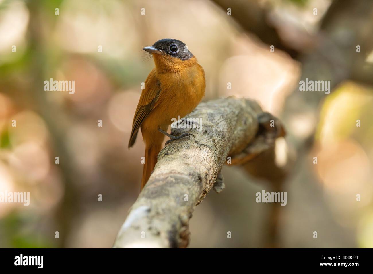 Madagaskar Paradies Fliegenschnäpper Terpsiphone mutata, erwachsenes Weibchen im Wald, Grande Tsingy, Tsingy de Bemaraha Nationalpark, Bekopaka, Menabe Stockfoto