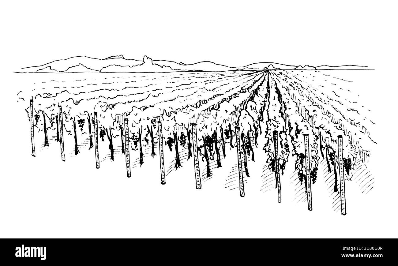 Handgezeichnete Tusche Illustration Landschaft des Weinbergs mit Reihen von Weinreben und entfernter Horizontlinie. Tintenskizze für rustikale Landschaftsansicht. Idee Stock Vektor