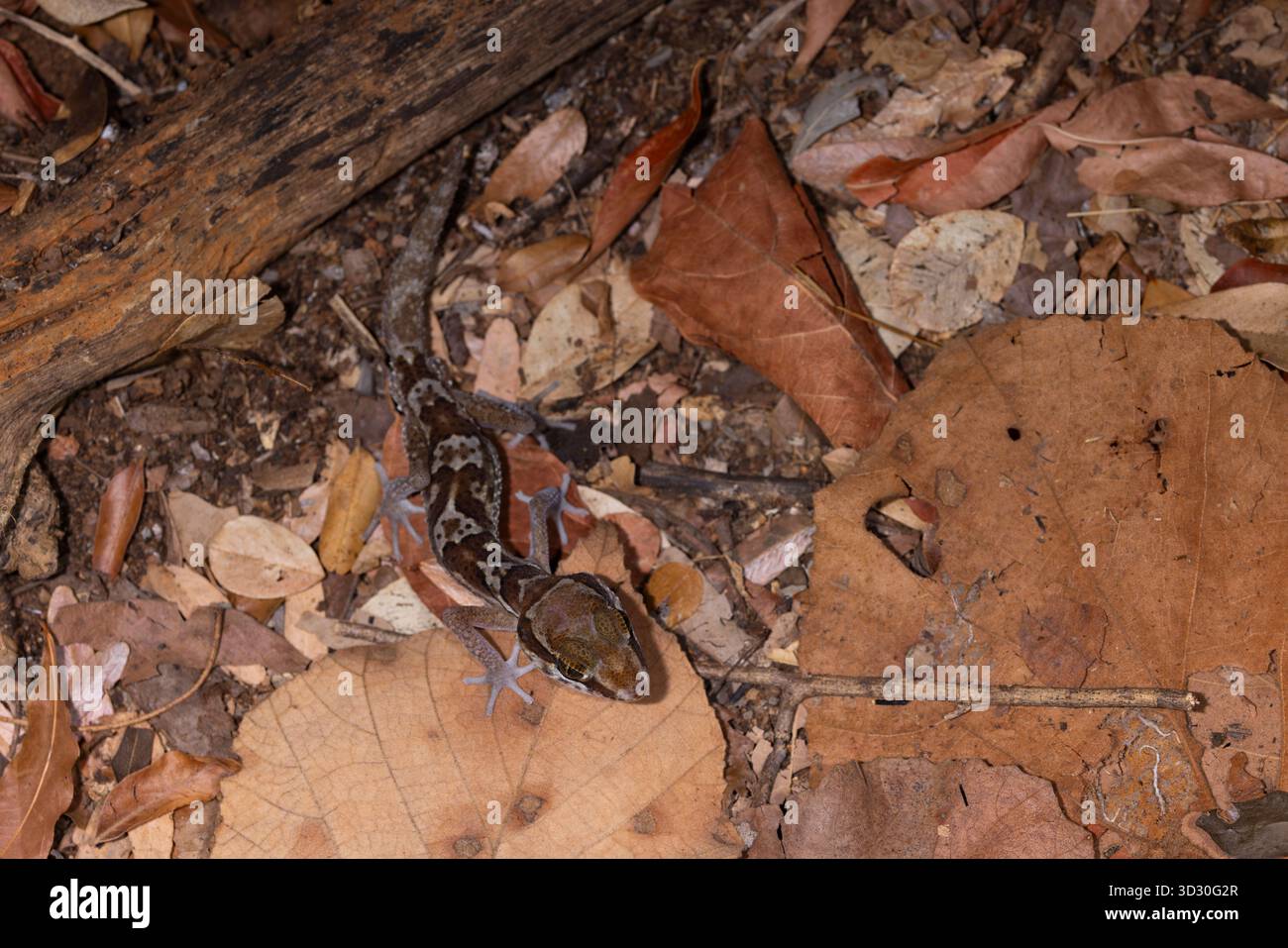 Ozelot Gecko Paroedura picta, erwachsen unter Blattstreu, Kirindy Forest, Morondava, Menabe., Madagaskar, September Stockfoto