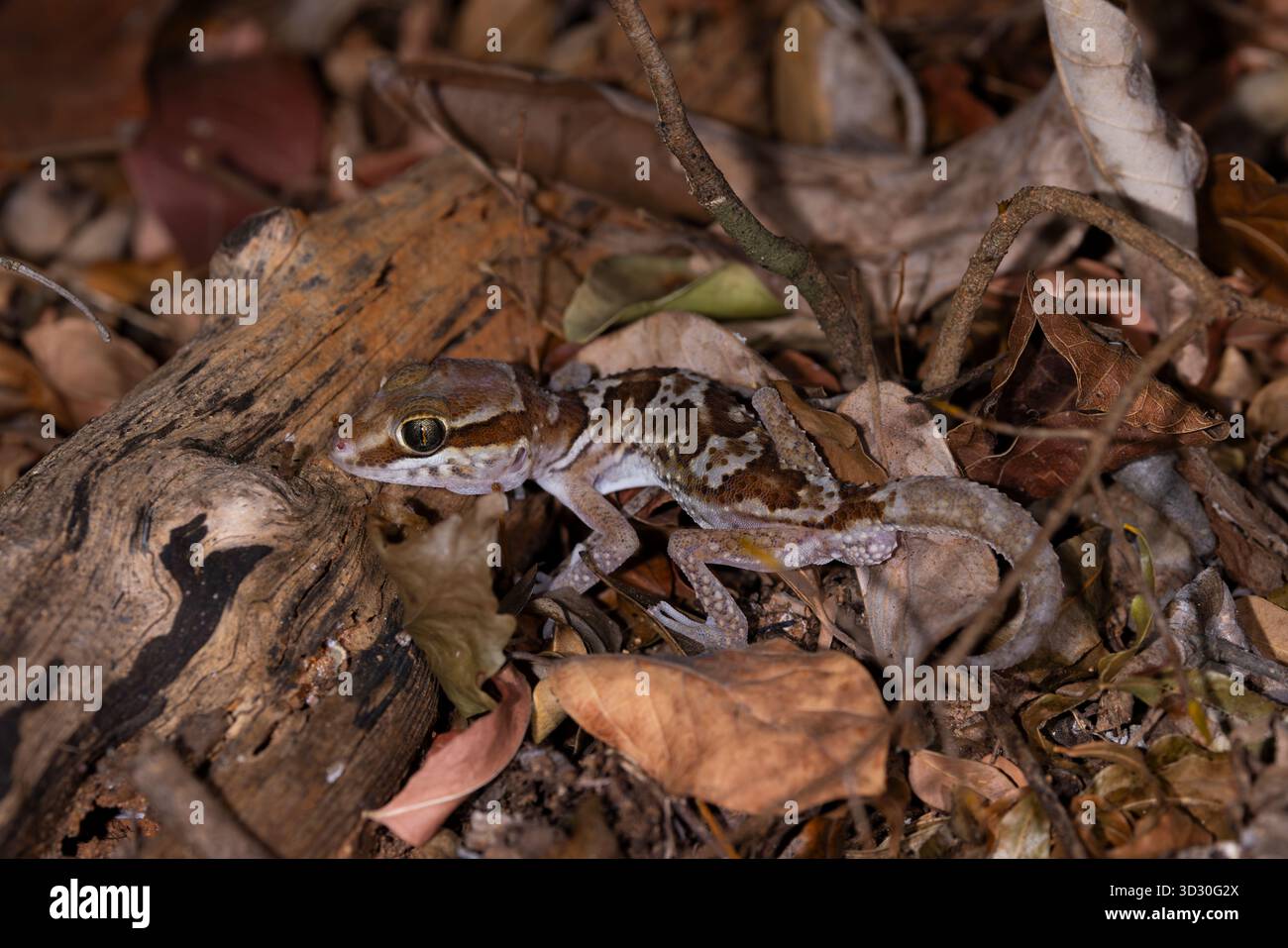 Ozelot Gecko Paroedura picta, erwachsen unter Blattstreu, Kirindy Forest, Morondava, Menabe., Madagaskar, September Stockfoto