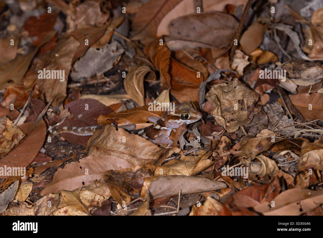 Ozelot Gecko Paroedura picta, erwachsen unter Blattstreu, Kirindy Forest, Morondava, Menabe., Madagaskar, September Stockfoto