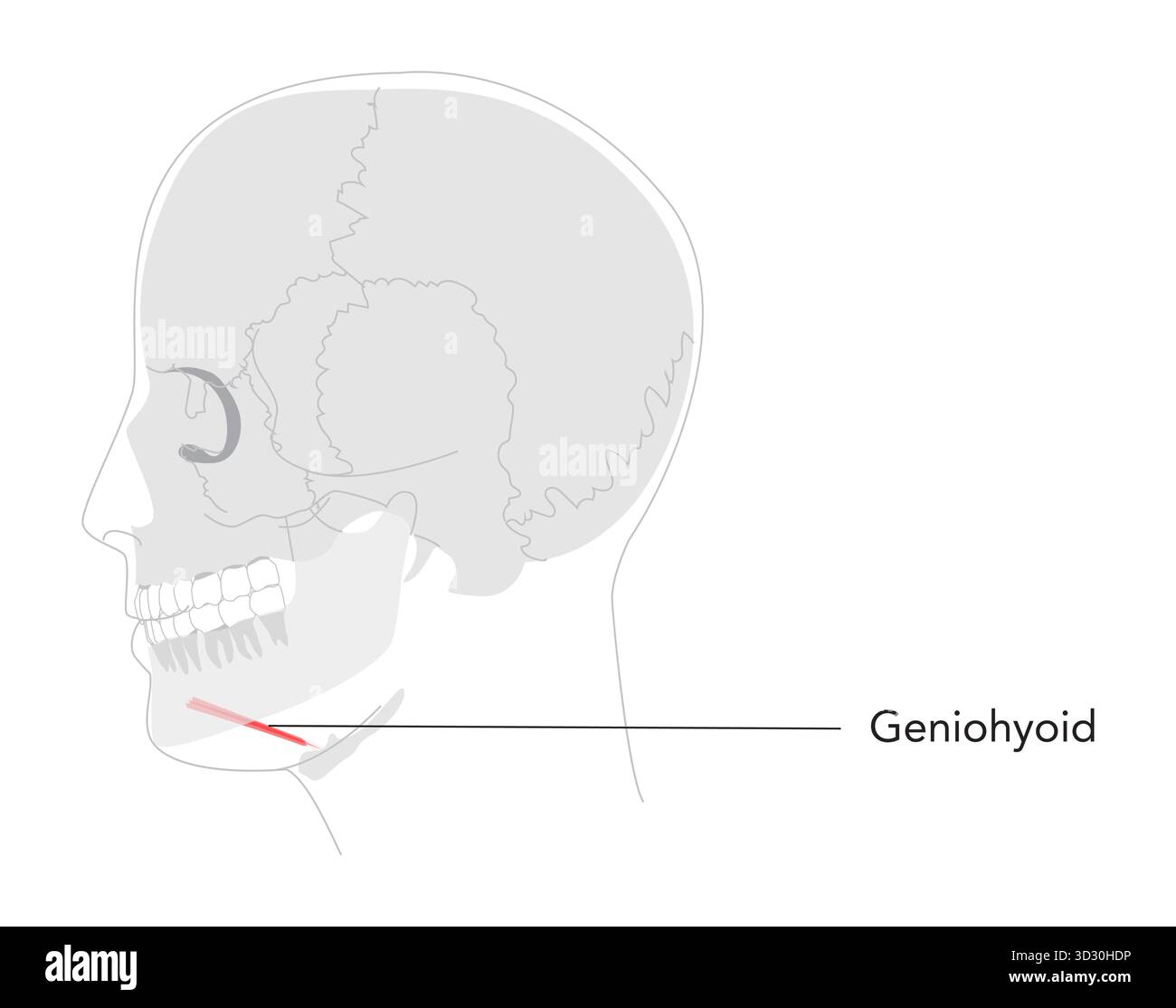 Geniohyoid - Muskel dargestellt in beschriftetem Diagramm Verbindung Unterkiefer mit Hyoid, Funktionen in der Erhöhung von Hyoid und Zunge, wichtig für das Schlucken, medizinische und pädagogische Werkzeug Stock Vektor