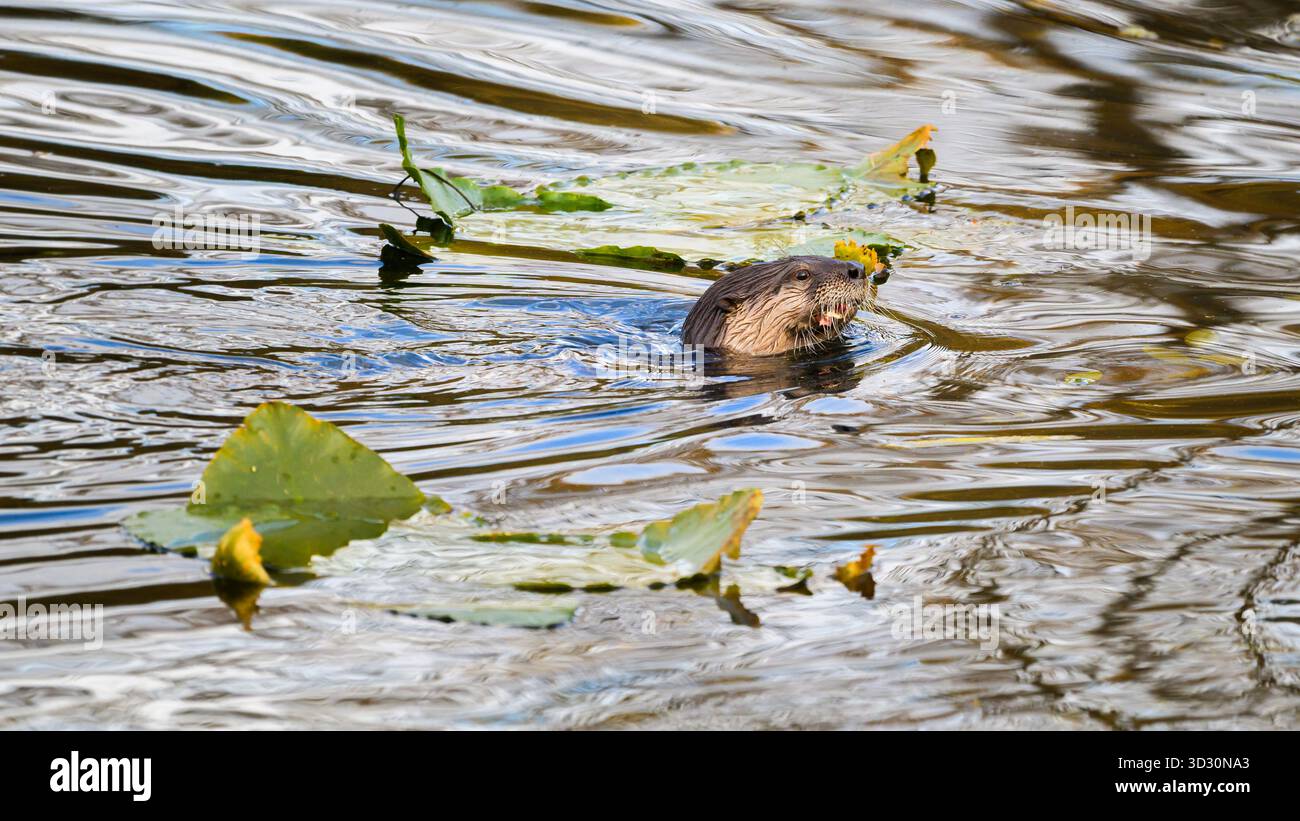 Flussotter Lontra canadensis schwimmt mit Kopf über Wasser, während er im See isst Stockfoto