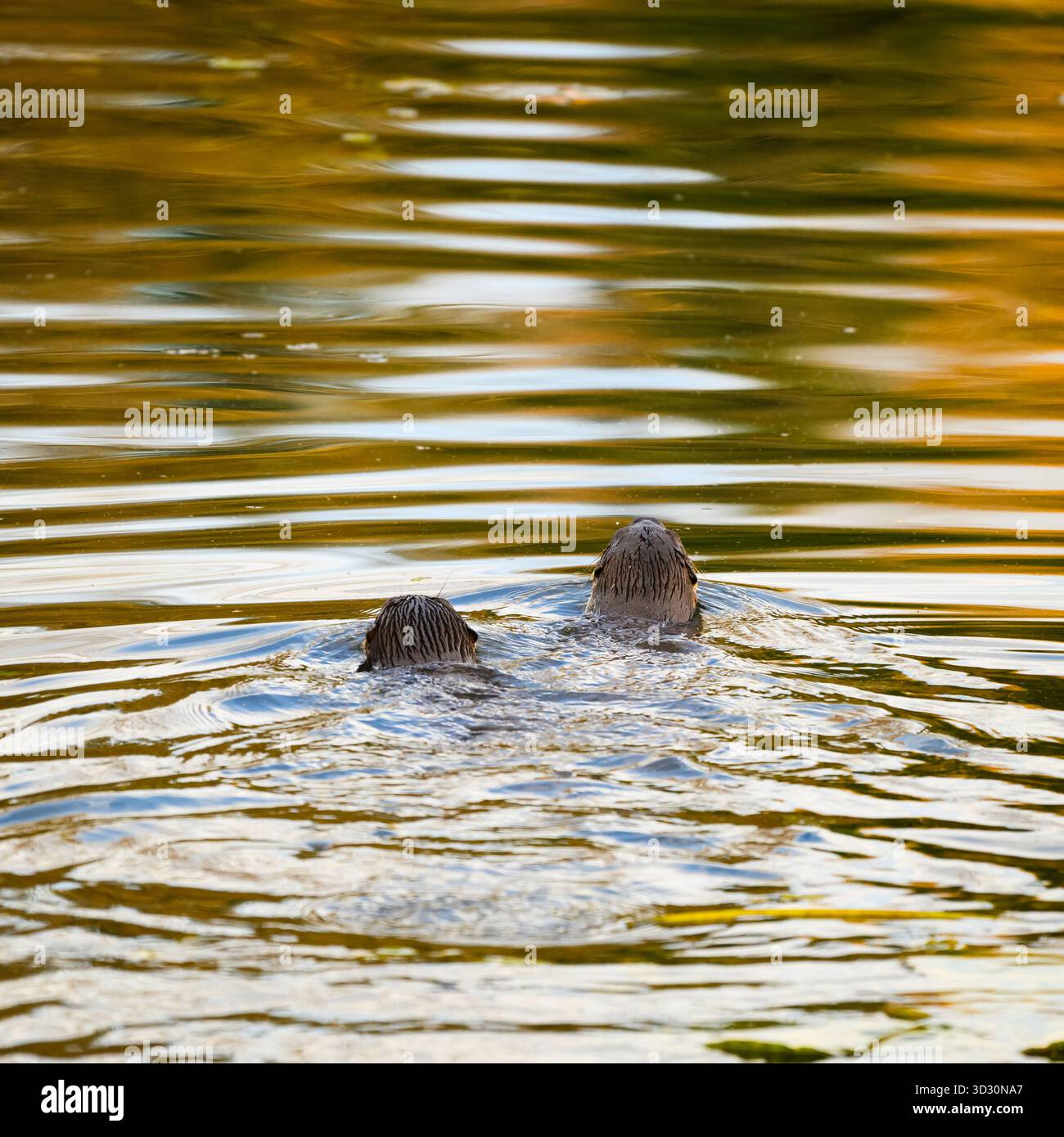 Ein Paar nordamerikanischer Flussotter Lontra canadensis schwimmt im goldenen Wasser Stockfoto