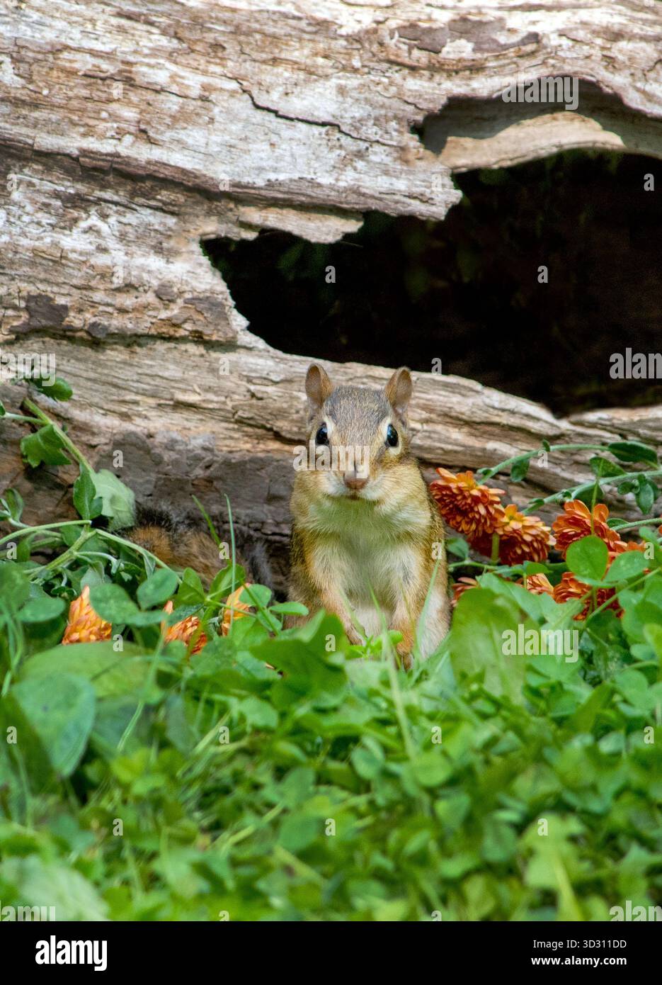 Süßes Chipmunk-Porträt von einem Hohlstamm mit rostfarbenen Müttern Stockfoto