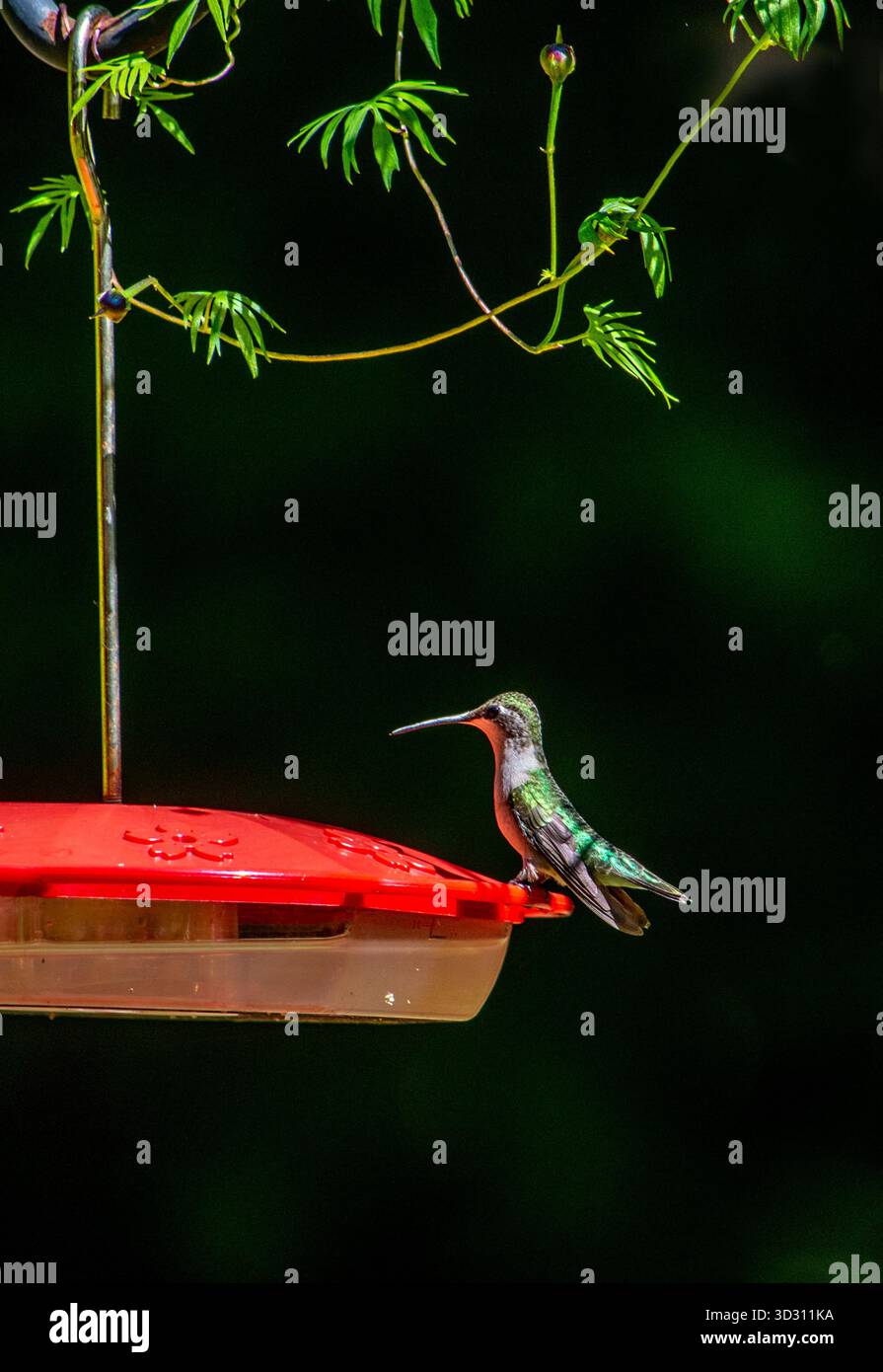 Bunter Kolibri auf einem Hinterhof-Feeder Stockfoto