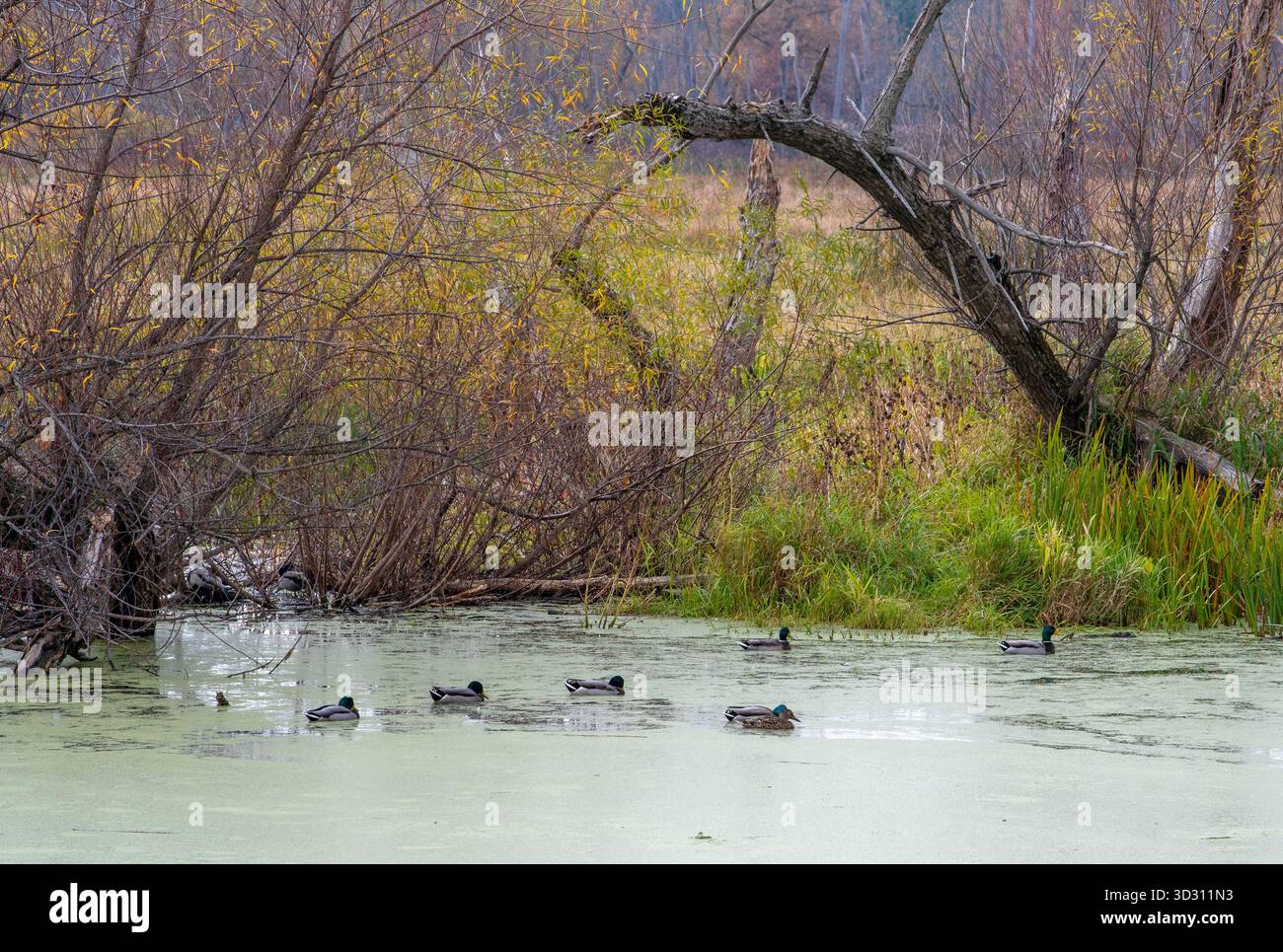 Wildenten schwimmen in einem Tierschutzgebiet in Indiana, USA Stockfoto