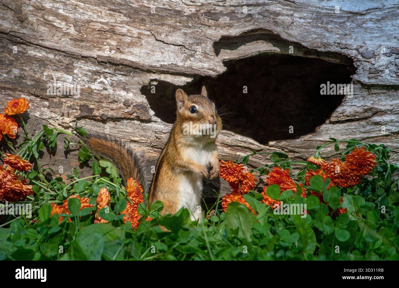 Ein aufmerksames Chipmunk sieht erschreckt aus, als sie etwas Gefährliches in ihrer Welt hört oder sieht Stockfoto