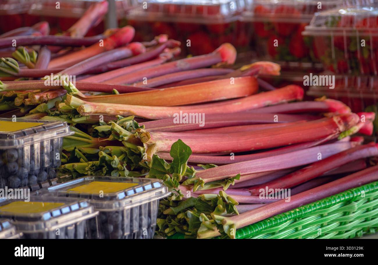 Große Rhabarber-Stiele werden von den Erdbeeren und blauen Beeren für ein großartiges Pie Baking präsentiert Stockfoto