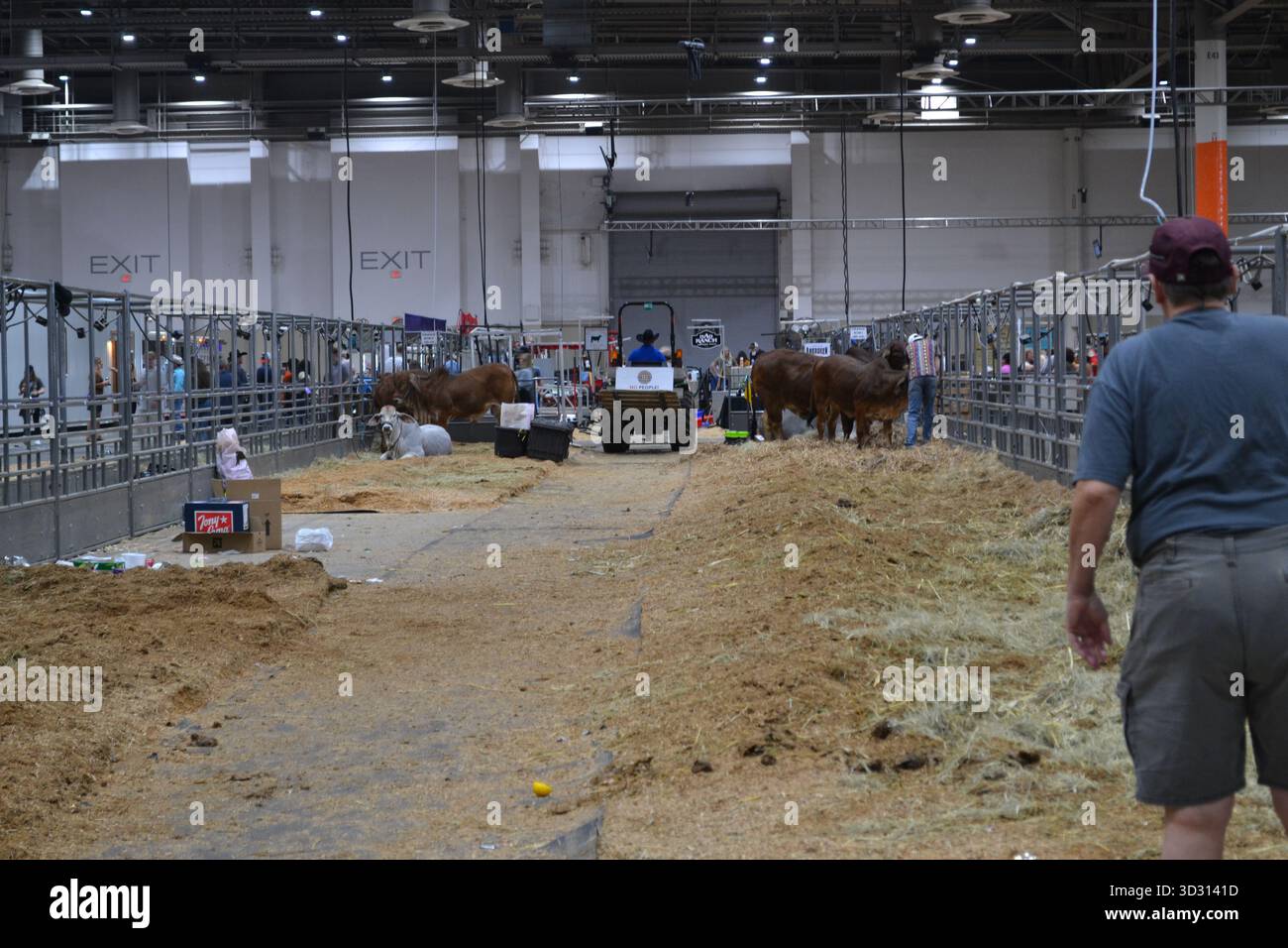 Texas Livestock Ausstellungshalle mit Rindern im NRG Park während des Houston Rodeo Stockfoto