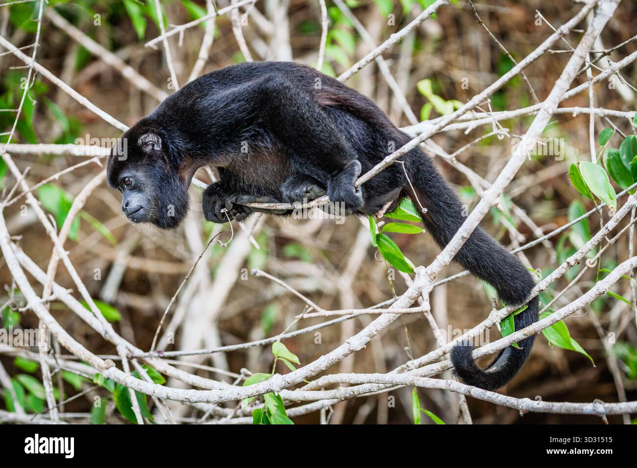 Mantelbrüllaffen im Regenwald Zentralpanamas Stockfoto