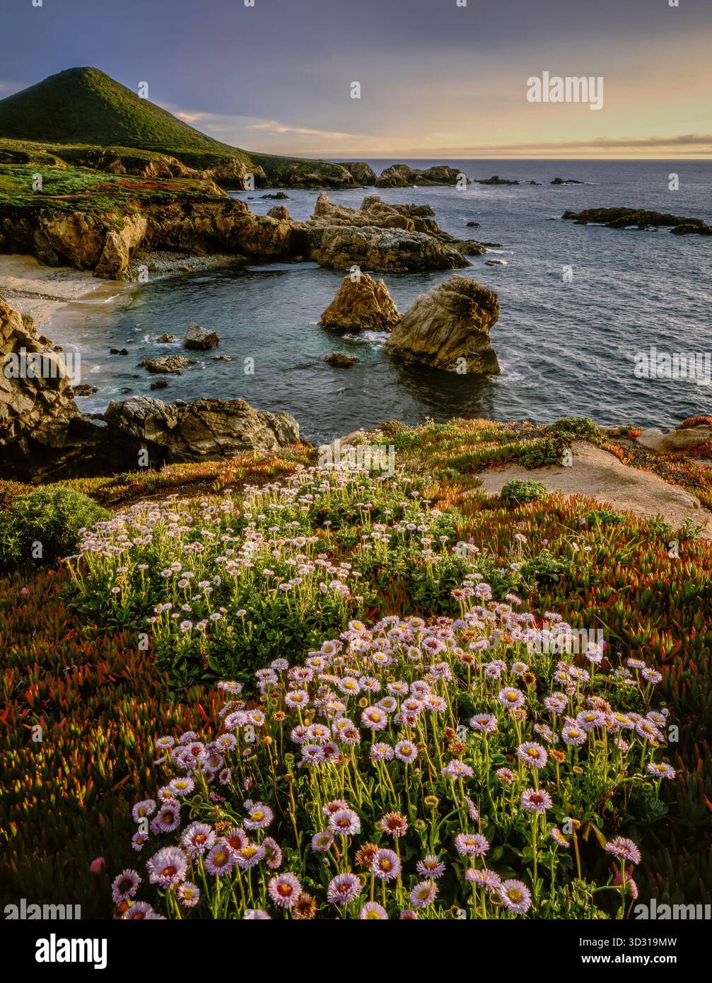 Seaside Daisies, Soberanes Point, Garrapata State Park, Big Sur, Monterey County, Kalifornien Stockfoto