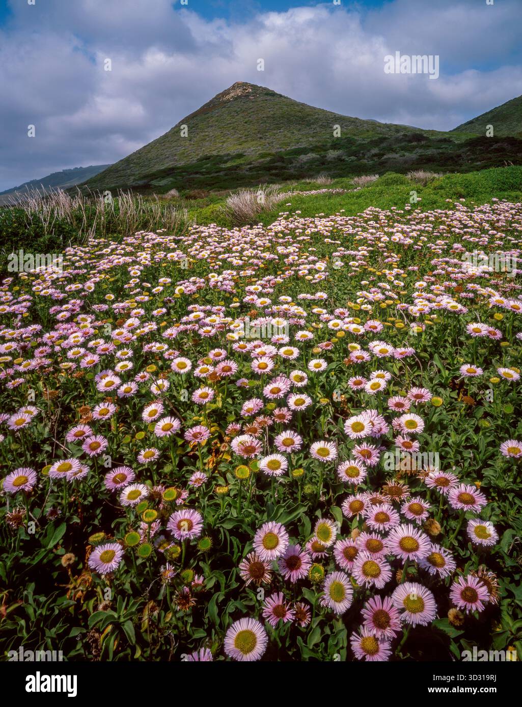 Seaside Daisies, Garrapata State Park, Big Sur, Monterey County, Kalifornien Stockfoto