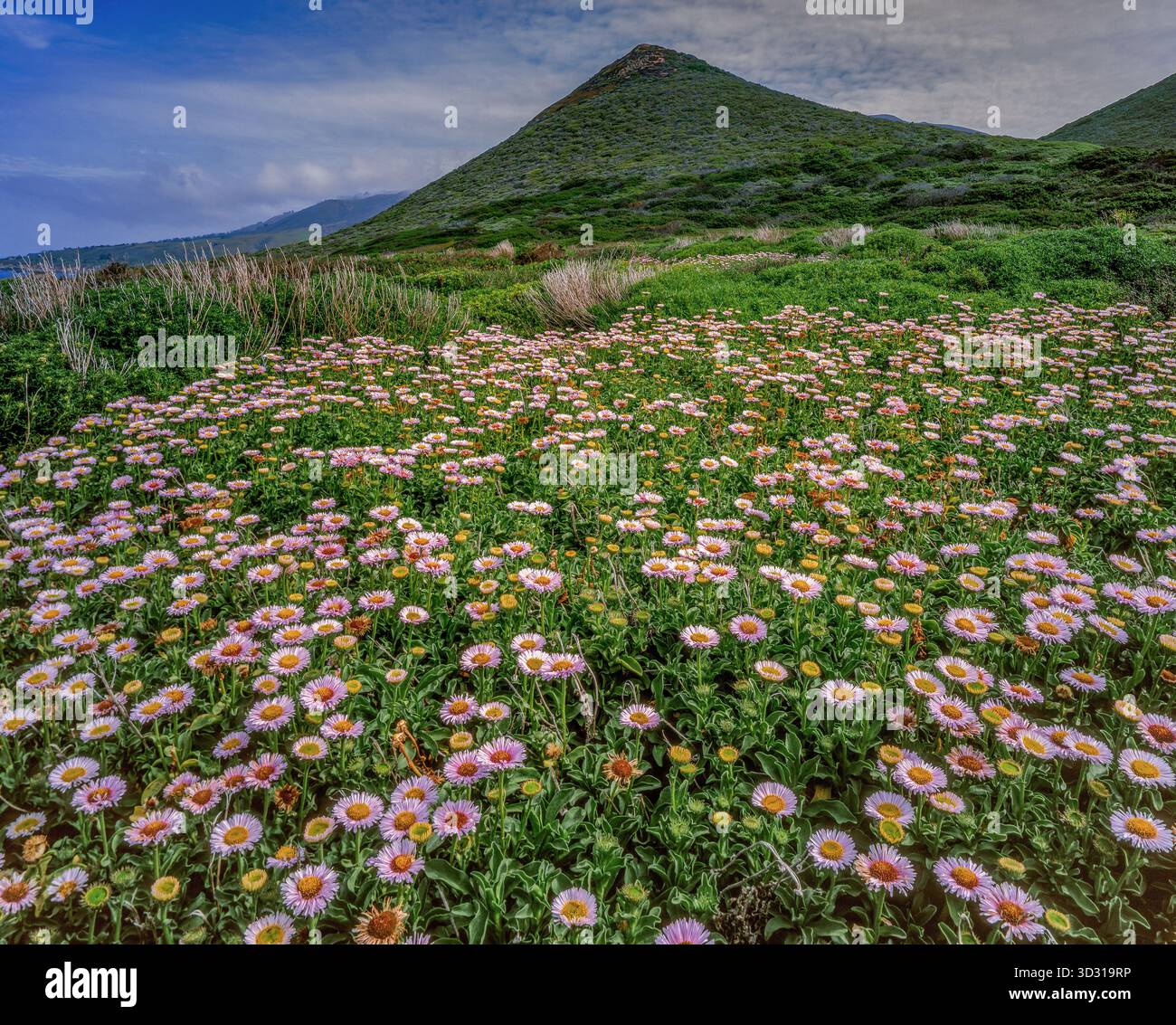 Seaside Daisy, Erigeron glaucus, Garrapata State Park, Big Sur, Monterey County, Kalifornien Stockfoto