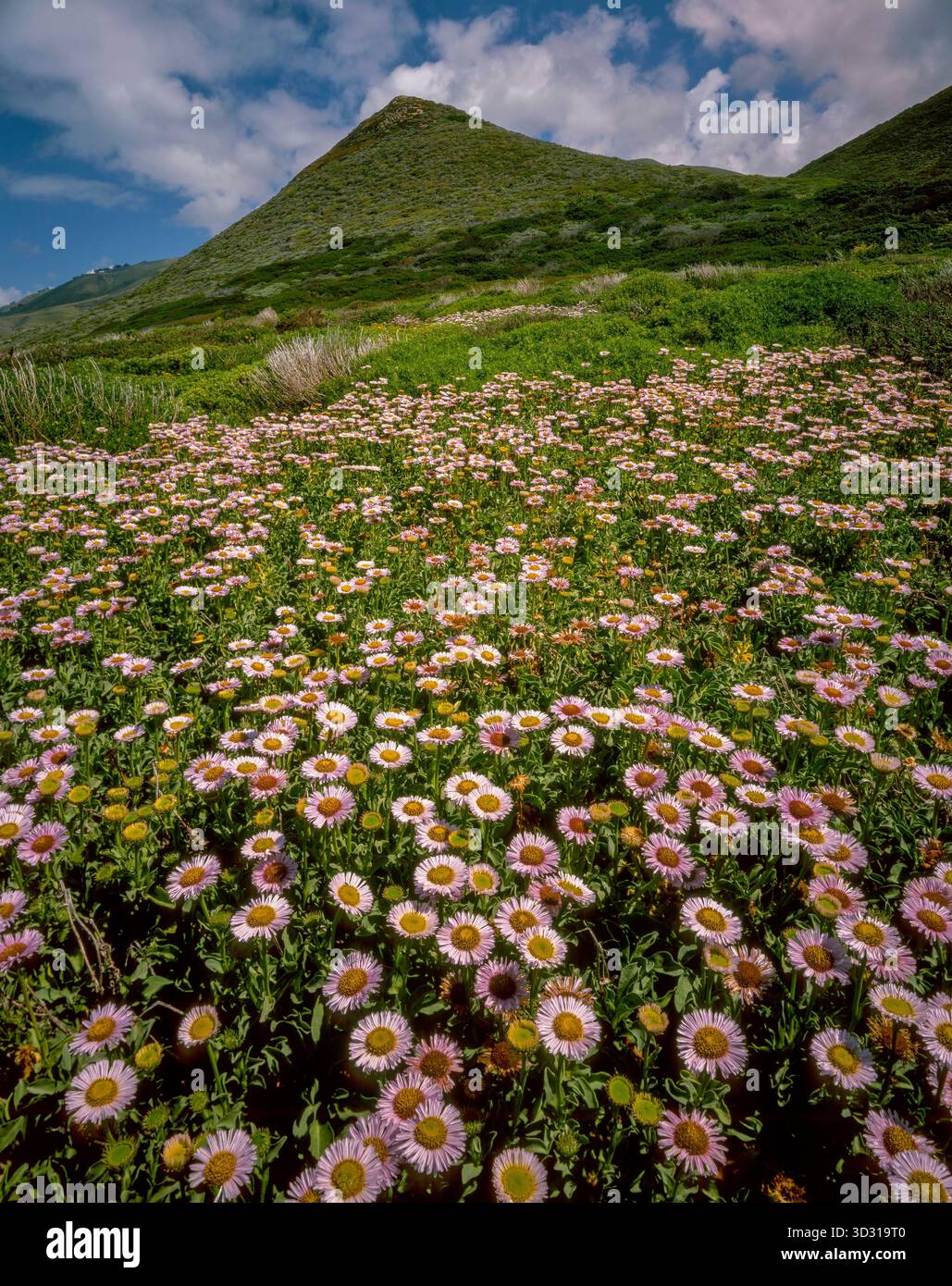 Seaside Daisies, Garrapata State Park, Monterey County, Big Sur, Kalifornien Stockfoto